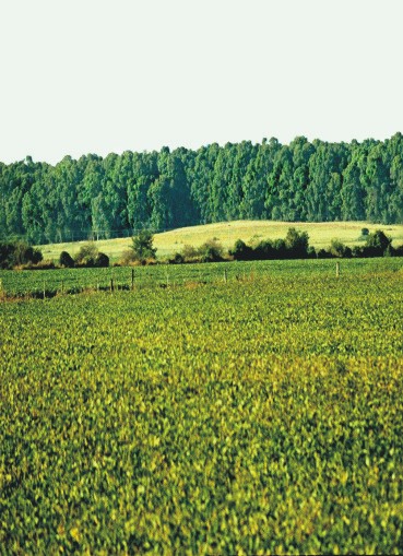 ملف:Junín Campo 01.jpg