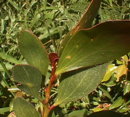 ملف:Acacia phlebophylla.jpg