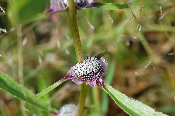 ملف:Caesulia axillaris.jpg