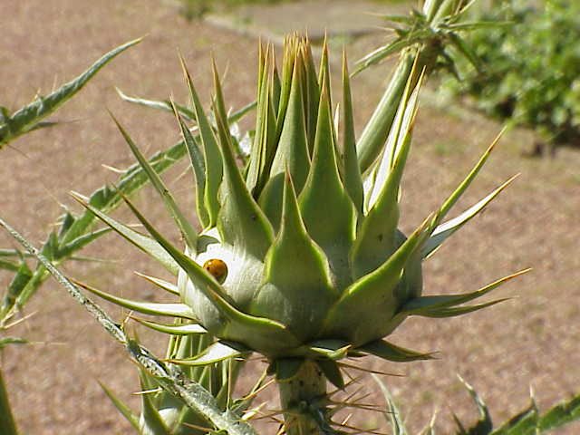 ملف:Cynara cardunculus0.jpg