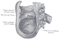 Interior of the cecum and lower end of ascending colon, showing colic valve.