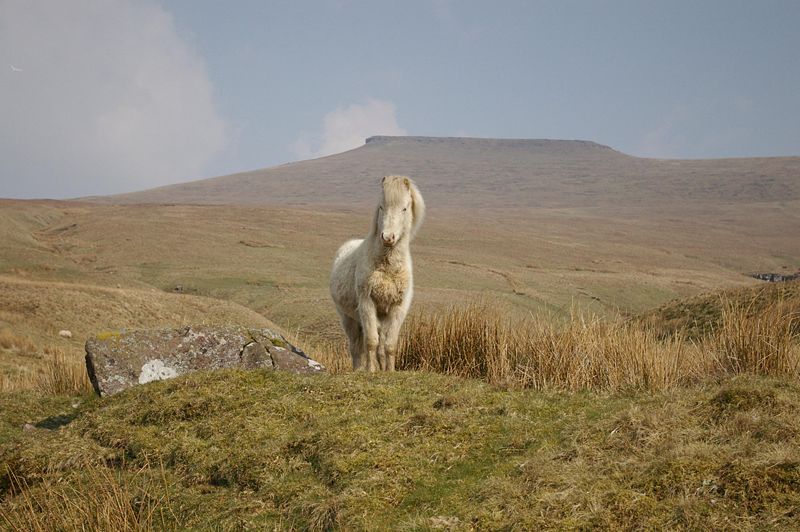 ملف:Pony in brecon2.jpg