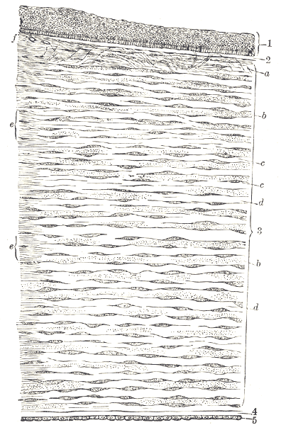 ملف:Vertical section human cornea-Gray871.png