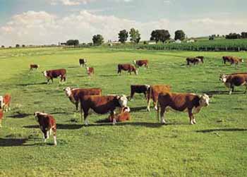 ملف:Cattlepic1.jpg