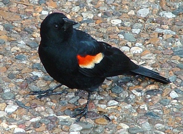 ملف:Red-winged blackbird.jpg