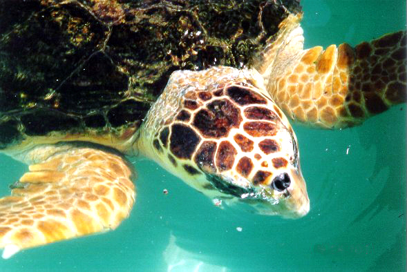 ملف:Caretta caretta01.jpg