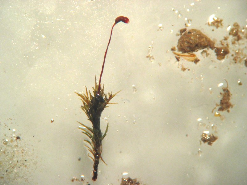 ملف:Dicranella varia habitus.jpeg