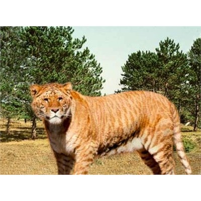 ملف:Bertramliger.jpg