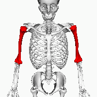 ملف:Humerus.gif