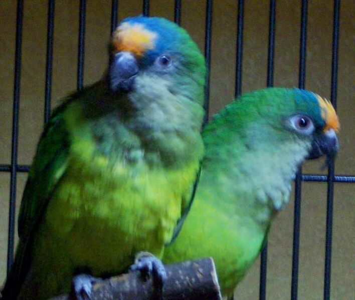ملف:Aratinga aurea.jpg