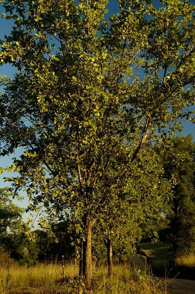 ملف:Crossopteryx febrifuga06.jpg