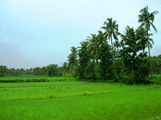 Paddy fields of Kerala