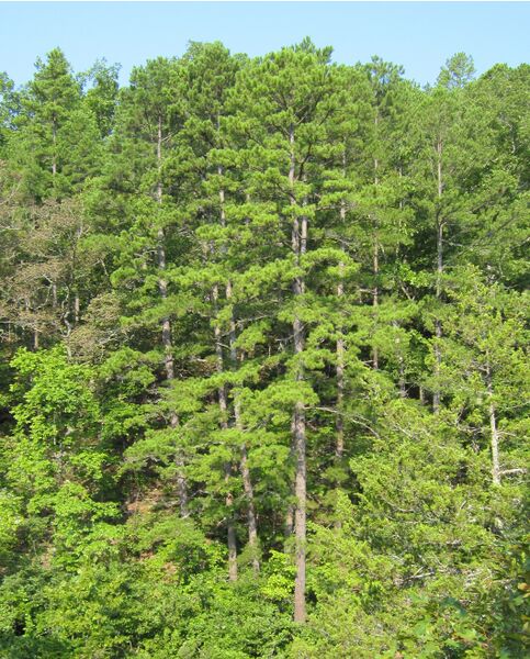 ملف:Pinus echinata Rocky Creek.jpg