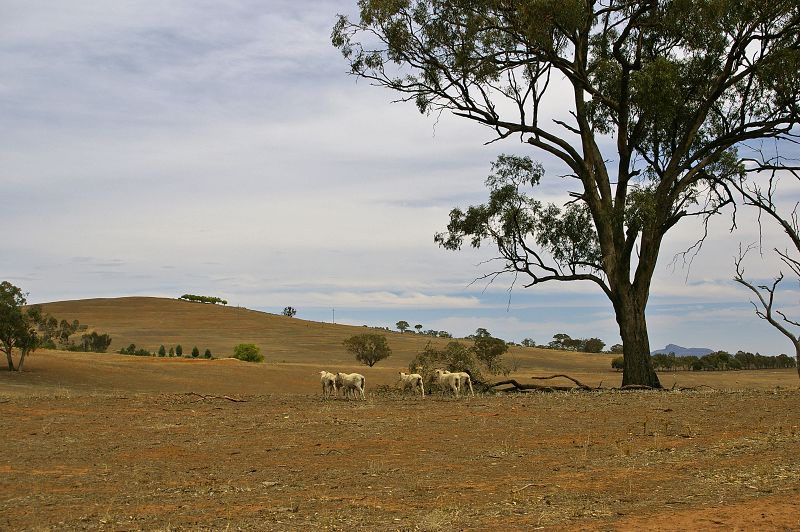 ملف:Sheep on a drought-affected paddock.jpg
