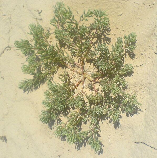 ملف:Suaeda aegyptiaca2.JPG