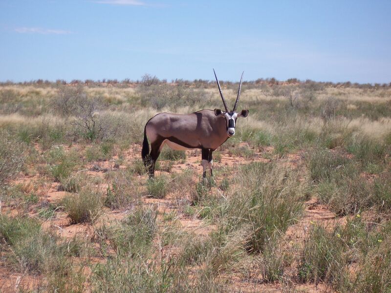 ملف:Gemsbock Kalahari.jpg