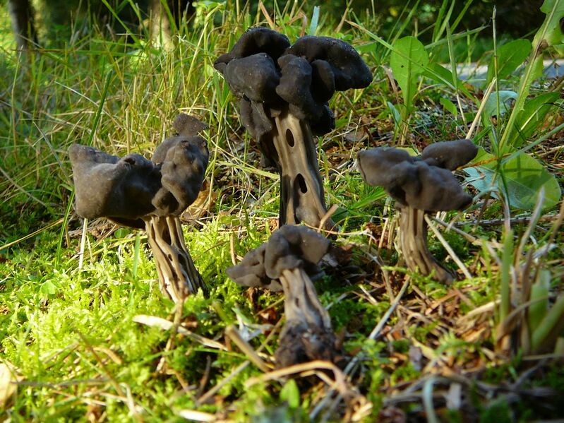 ملف:Helvella lacunosa I Sumava.jpg