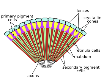ملف:Insect compound eye diagram.svg