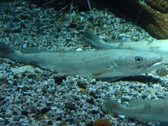 Merluccius merluccius.002 - Aquarium Finisterrae.JPG