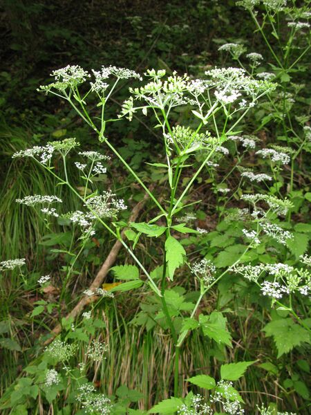 ملف:Ostericum sieboldii 4.JPG