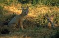 San Joaquin kit fox family sit among grasses vulpes macrotis mutica.jpg
