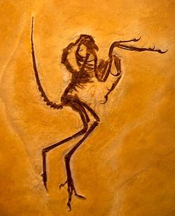 Solnhofen Specimen.jpg