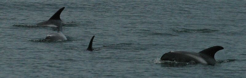 ملف:White beaked dolphin.jpg