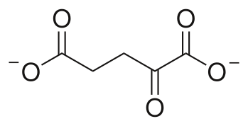ملف:2-Oxoglutarate-dianion-2D-skeletal.svg