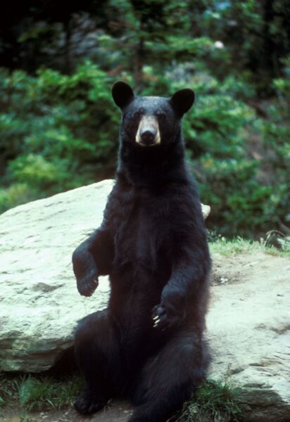 ملف:Black bear large.jpg