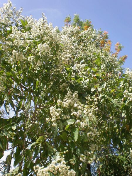 ملف:Eucalyptus torelliana 1c.JPG