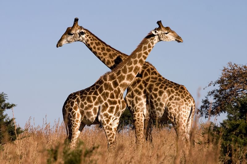 ملف:Giraffe Ithala KZN South Africa Luca Galuzzi 2004.JPG