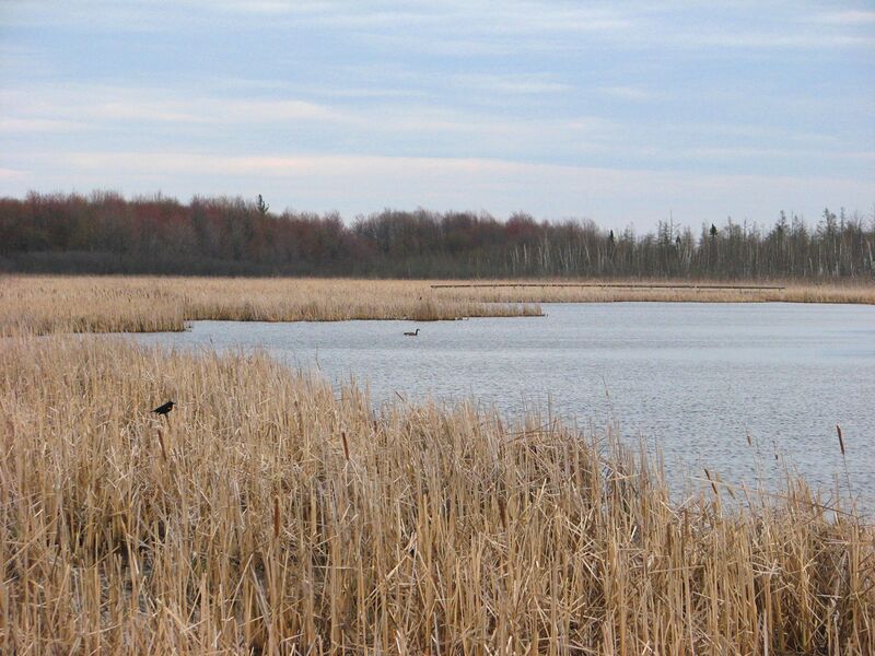 ملف:Mer Bleue.jpg