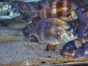 Monaco.Musée océanographique085.jpg