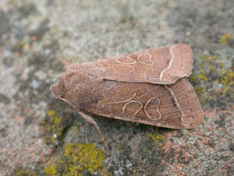 ملف:Orthosia cerasi.jpg