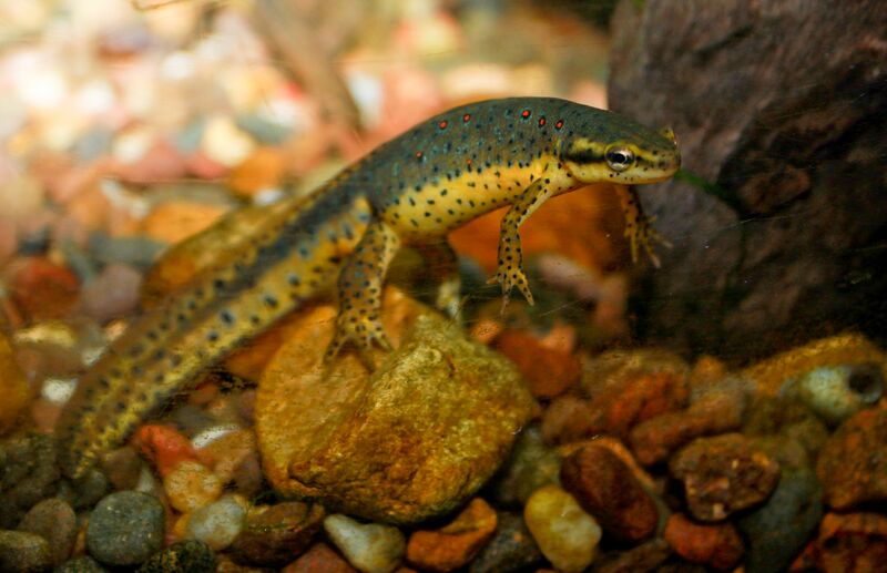 ملف:Redspotted newt.jpg