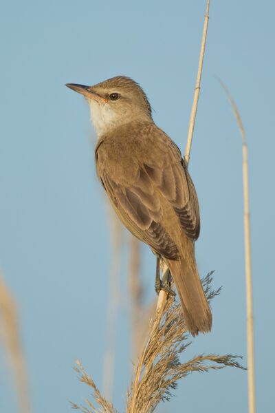 ملف:Drosselrohrsänger Great reed warbler.jpg