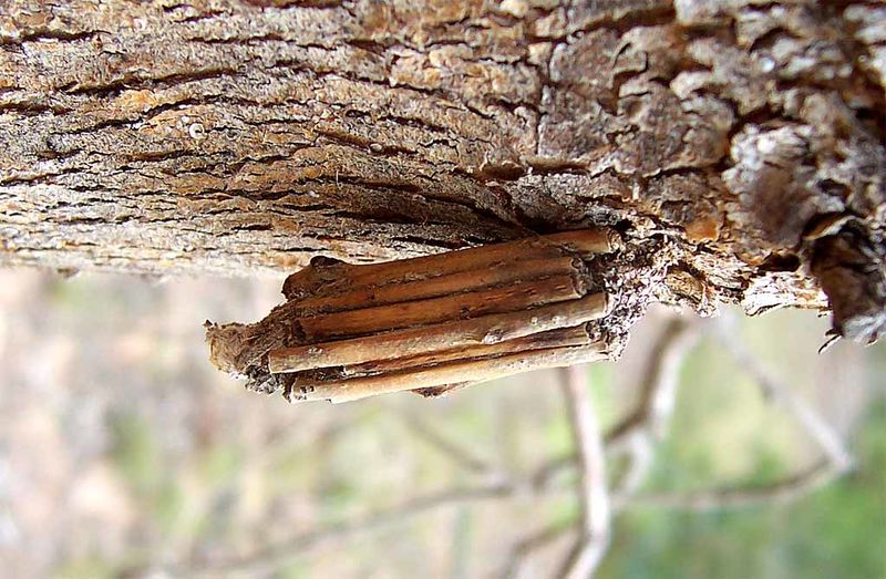 ملف:Case moth02.jpg