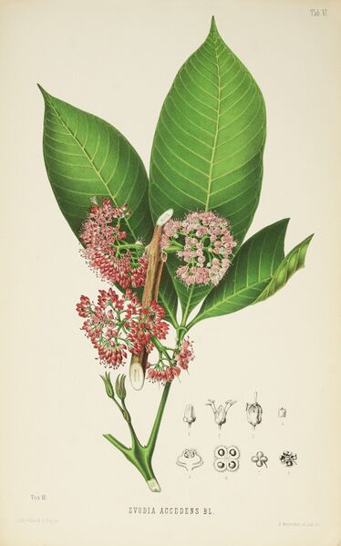 ملف:Evodia Accedens BL. (Miquel).jpeg