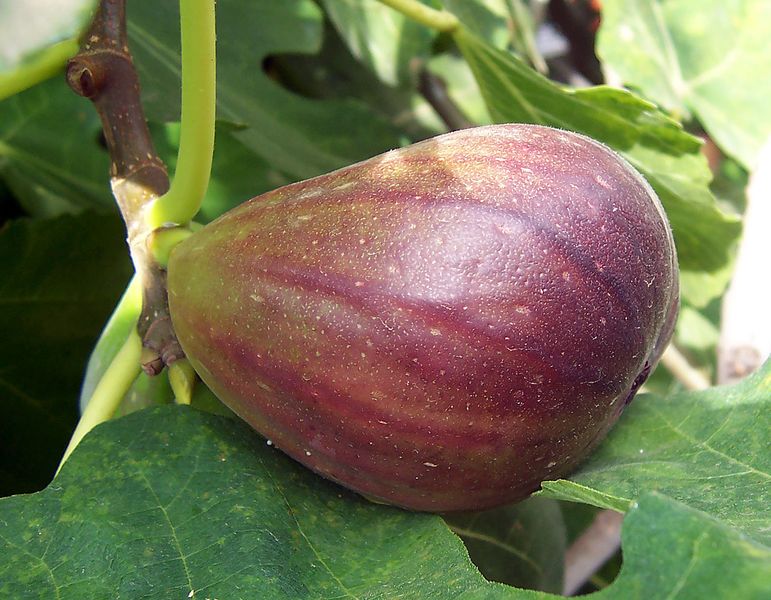 ملف:Fig.jpg