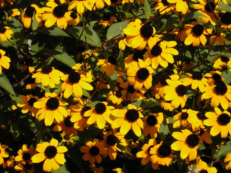ملف:Rudbeckia triloba2.JPG