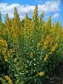 Solidago virgaurea 001.JPG