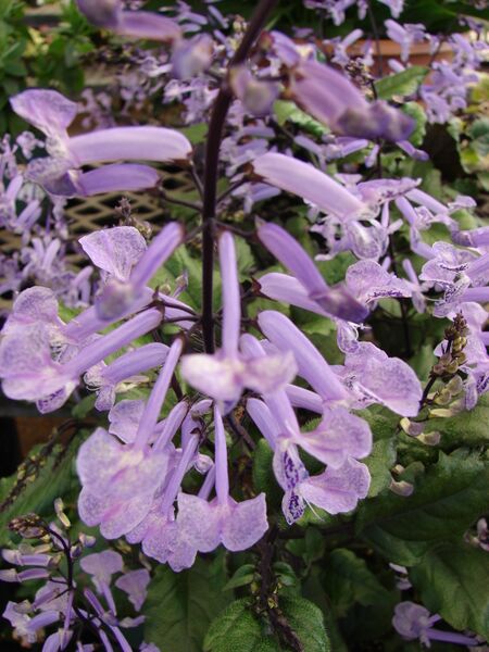 ملف:Starr 080117-1491 Plectranthus sp..jpg