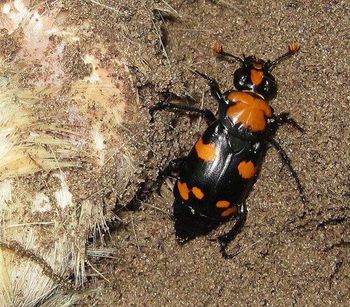ملف:American Burying Beetle.jpg