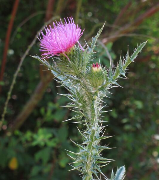 ملف:Carduus acanthoides RF.jpg