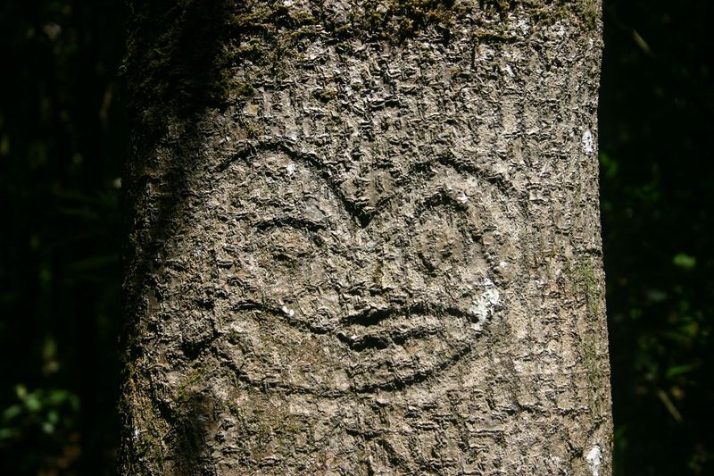 ملف:Chatham Island Tree Carving.JPG