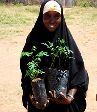 إمرأة من درتو، كنيا، مع شتلات من مشتل أشجار، لتزرعهم لبناء حواجز ومصدات رياح لمنع تآكل التربة ولتحسين الرعي في الموسم الجاف للماشية
