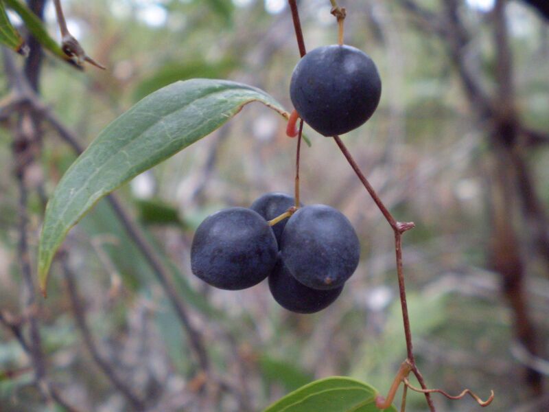 ملف:Smilax glyciphylla fruit1.JPG