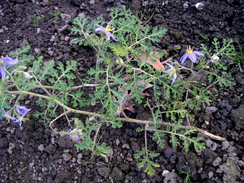 ملف:Solanum citrullifolium habit.jpg