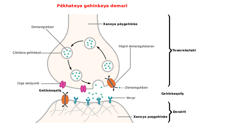 ملف:SynapseSchematic lines ku.svg