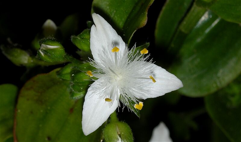 ملف:Tradescantia fluminensis Flower 1.jpg
